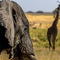 Serengeti NP, encounter of the big